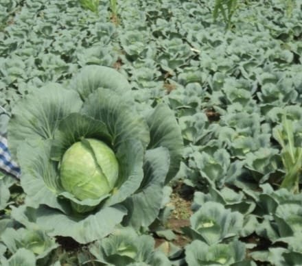 CABBAGE