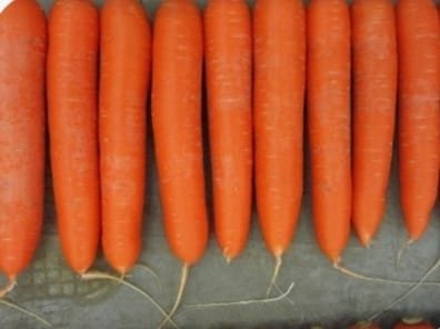 CARROT