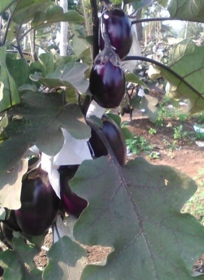 EGGPLANT