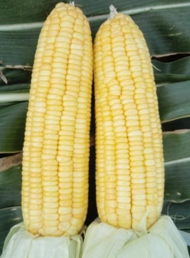 MAIZE