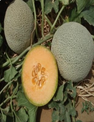 MUSKMELON