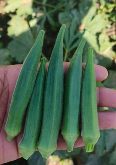 OKRA